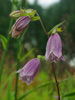 Campanula punctata 'Thor'